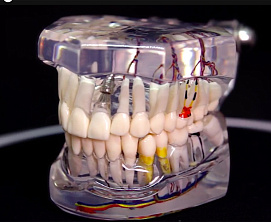 Консультация врача-стоматолога терапевта